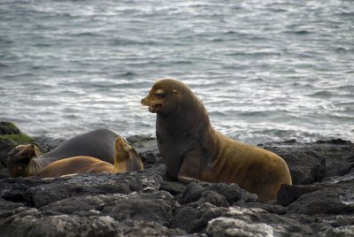 Sea Lion Family