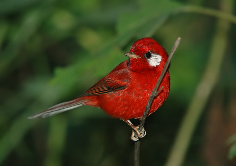 Red Warbler 2