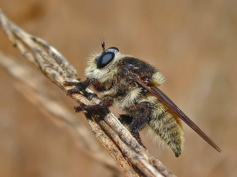 Robber Fly