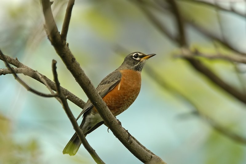 American Robin 2