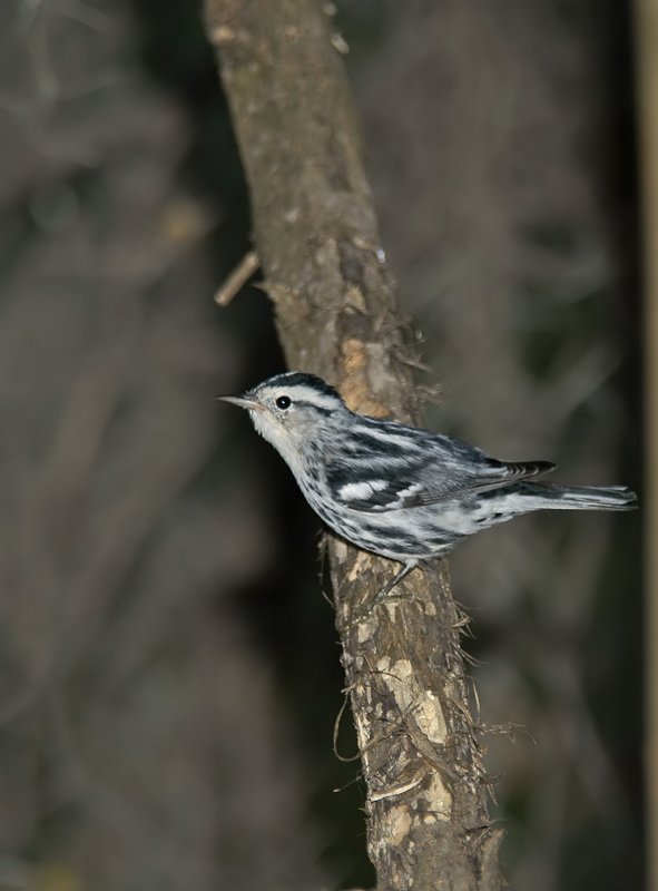 Black and White Warbler Female