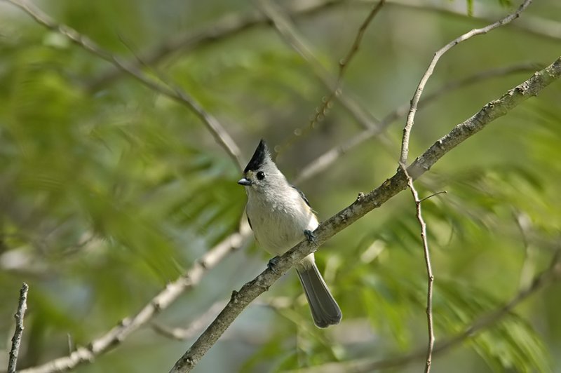 Black-Crested Titmouse