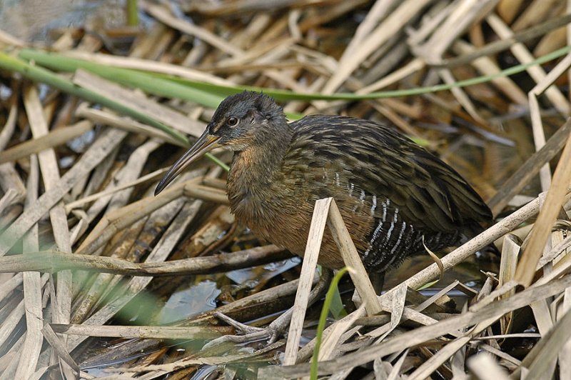 Clapper Rail