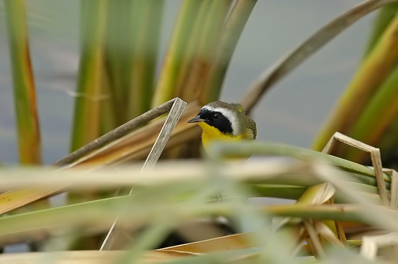 Common Yellowthroat