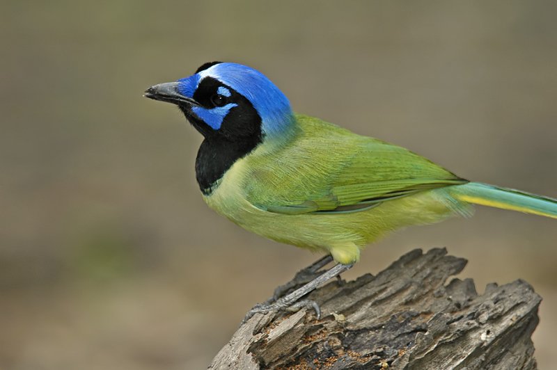 Green Jay 3