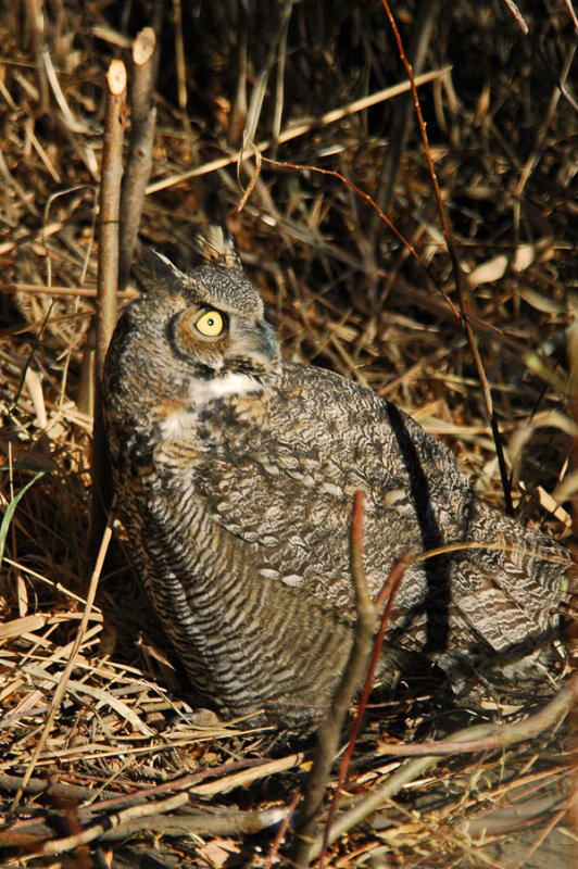 Great Horned Owl 2