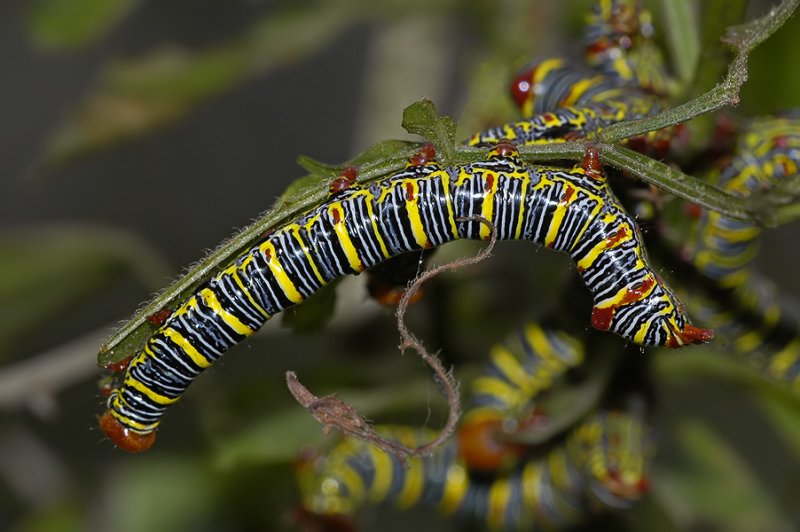 Larva