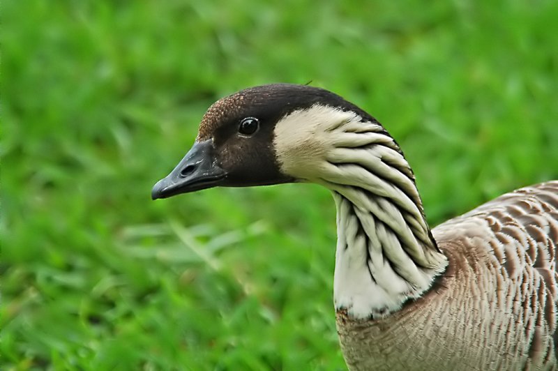 Nene Head Shot