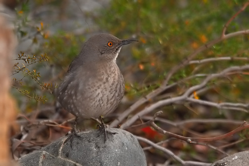 Curve-billed Thrasher