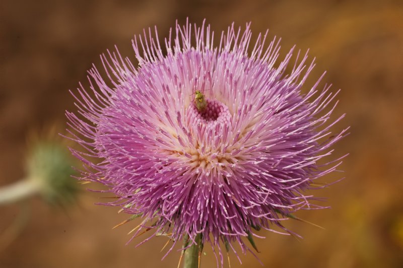 New Mexican Thistle