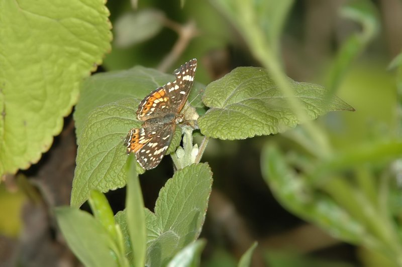 Mexican Crescent