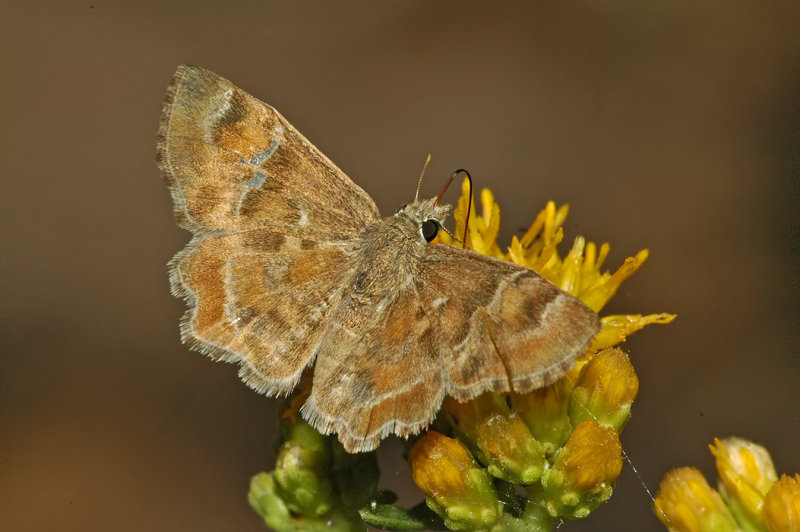 Arizona Powdered Skipper