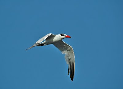 Caspian Tern