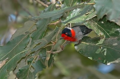 Red-Faced Warbler