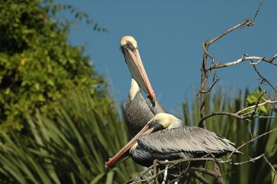 Brown Pelicans