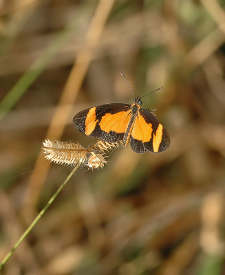 Elf Butterfly