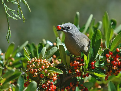 Grey Silky