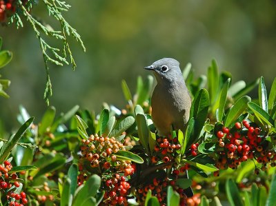 Grey Silky 2