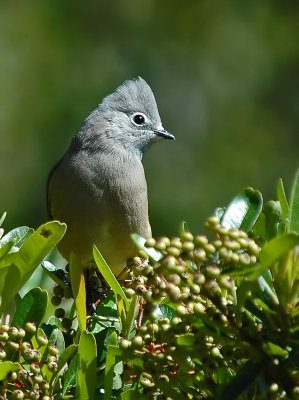 Grey Silky 4