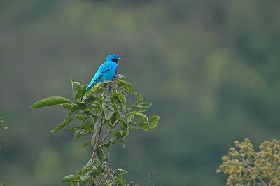 Lovely Cotinga