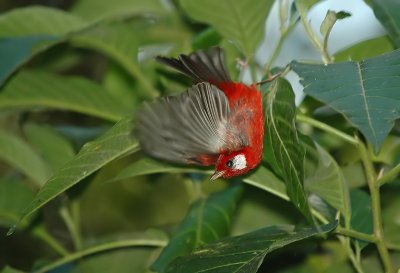 Red Warbler Takeoff