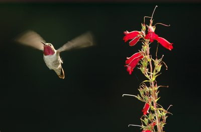 Broad-tailed Hummingbird 2