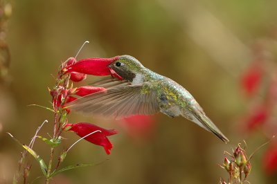Broad-tailed Hummingbird 3