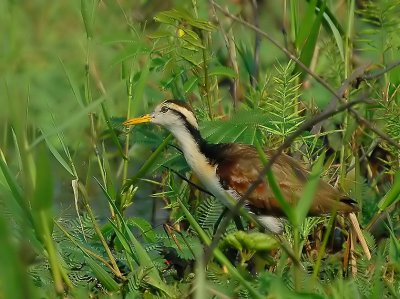 Immature Northern Jacana