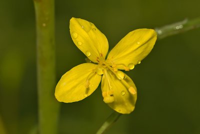 Wildflower 4
