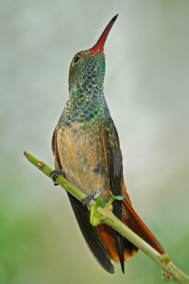 Buff-bellied Hummingbird 2