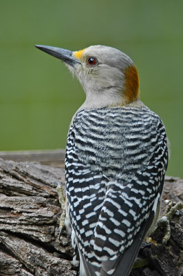 Golden-Fronted Woodpecker