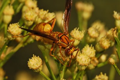 Polistes species