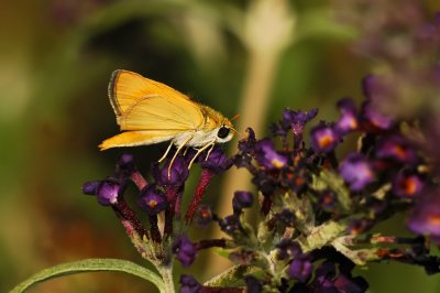 Orange Skipperling