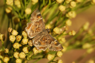 Arizona Powdered Skipper