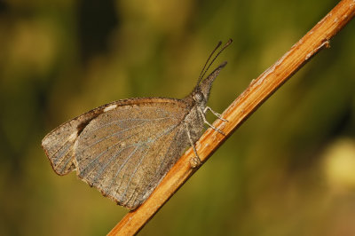 American Snout Butterfly