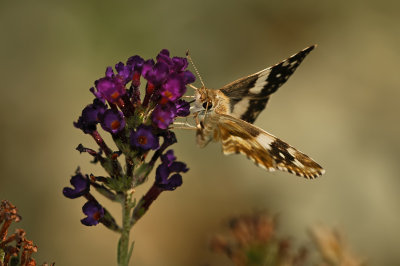 Erichson's White-Skipper