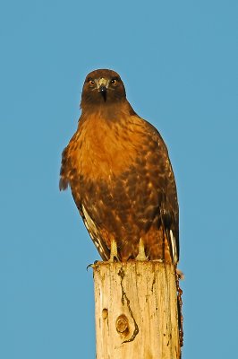 Intermediate Morph Red-tailed Hawk