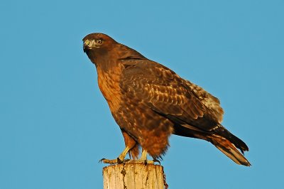 Intermediate Morph Red-tailed Hawk 3