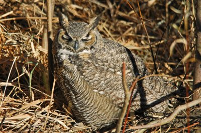 Great Horned Owl 3