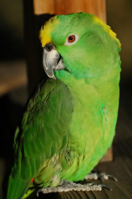 Buddy the Yellow-Naped Amazon Parrot