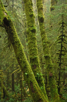 Rain Forest Moss