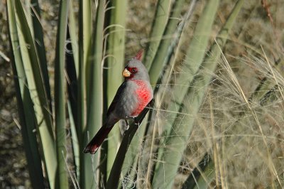 Pyrrhuloxia