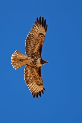 Red-tailed Hawk 5