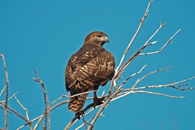 Red-tailed Hawk 6