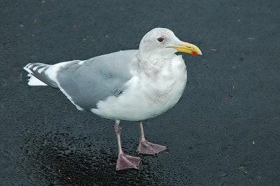 Glaucous-winged Gull 2