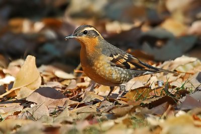 Varied Thrush