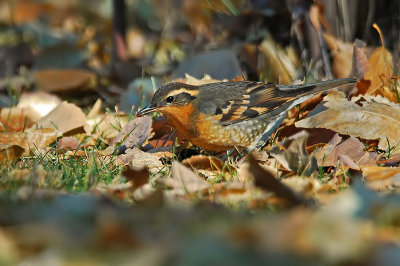 Varied Thrush 2