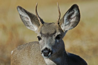 Whitetail Deer