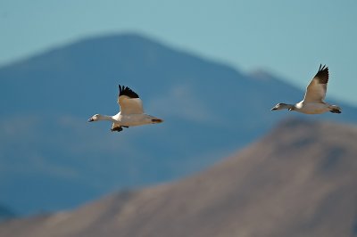 Snow Geese Flight