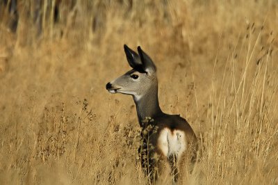 Whitetail Deer 2